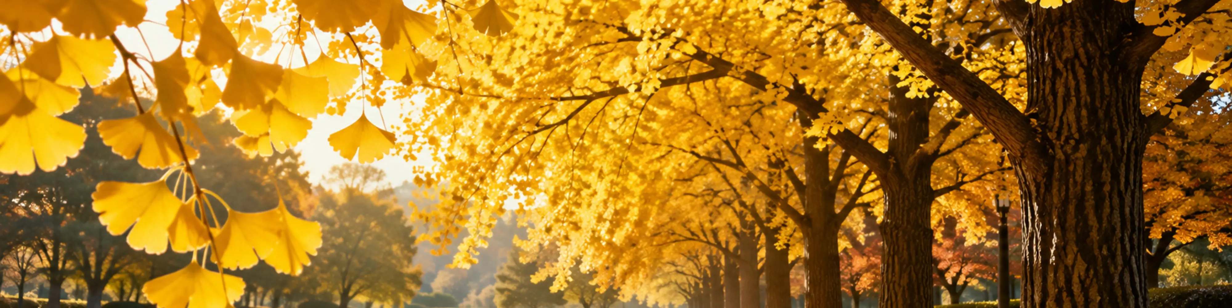 Ginkgo Wirkung Banner