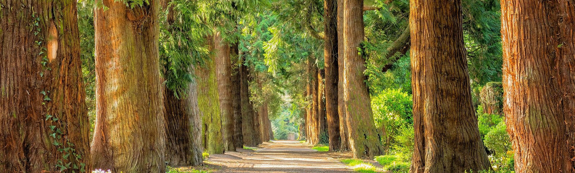 avenue-gf62f13c70_1920_1920x580