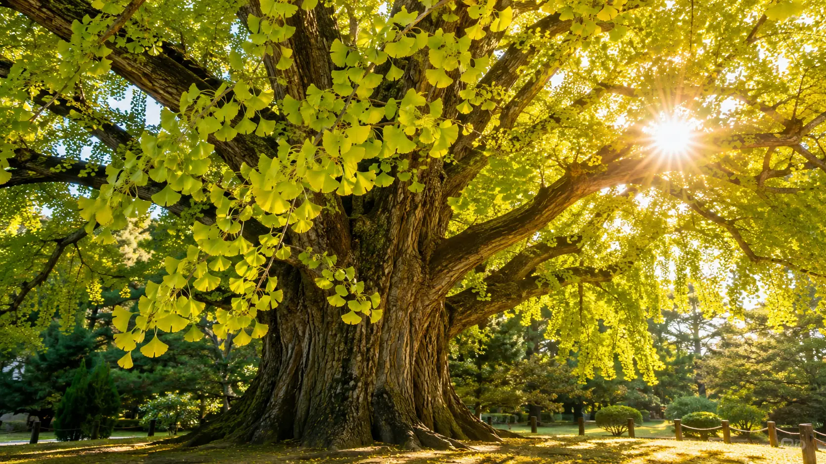 Majestätischer Ginkgo-Baum mit charakteristischen fächerförmigen Blättern im Sonnenlicht zur Veranschaulichung der Ginkgo Wirkung, baum, baumstamm, gelbe blätter, sonne, park
