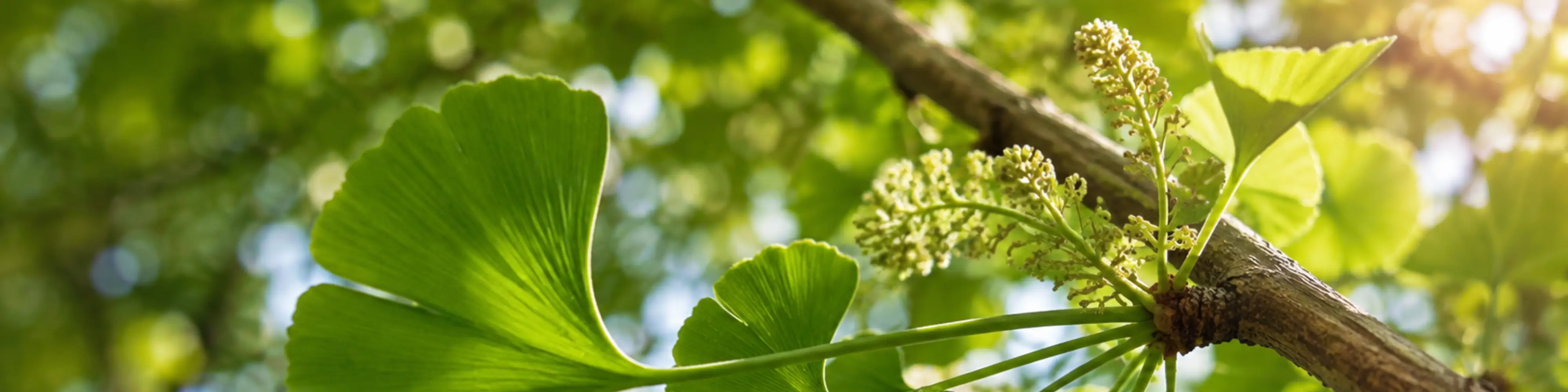 Ginkgo bei Tinnitus Banner